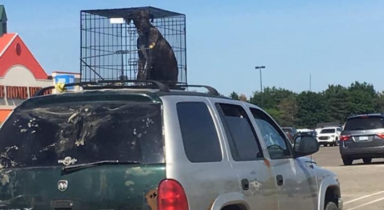 Dog On Car Roof | Travel With Doggie
