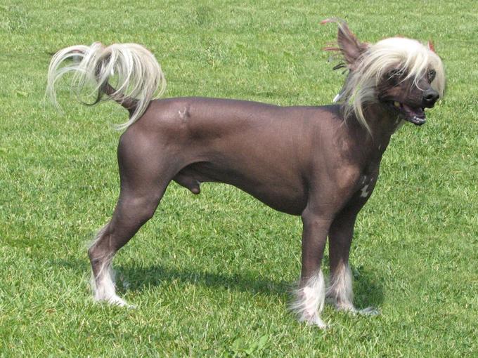 Chinese Crested Dog | Travel With Doggie