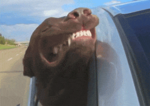 Dog enjoying wind from car | Travel With Doggie