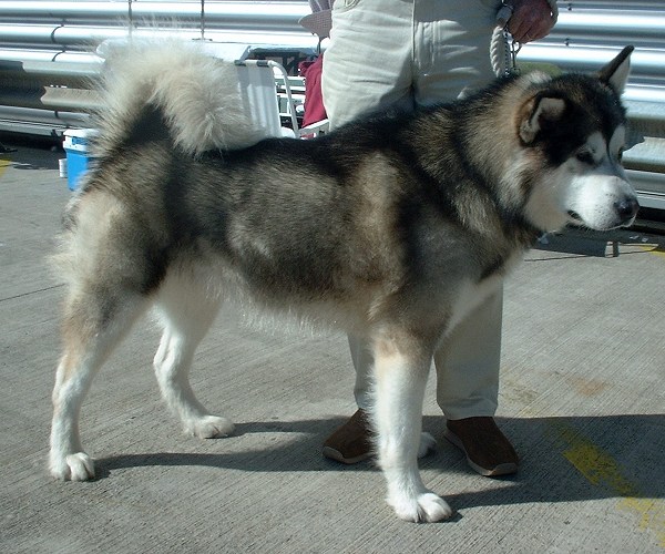 Alaskan Malamute | Travel With Doggie