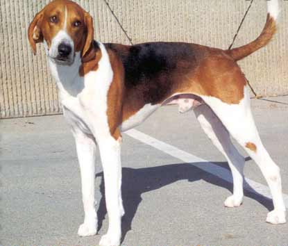 American Foxhound | Travel With Doggie