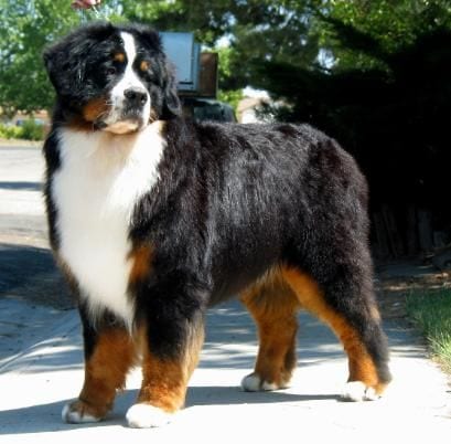 Bernese Mountain Dog | Travel With Doggie