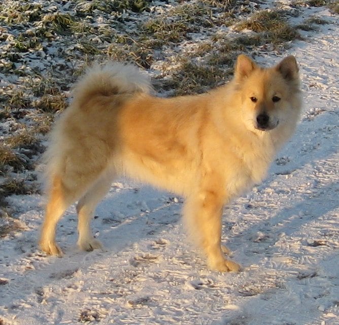 Eurasier | Travel With Doggie