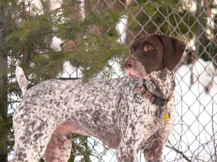 German Shorthaired Pointer | Travel With Doggie