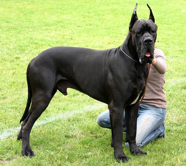 Great Dane | Travel With Doggie