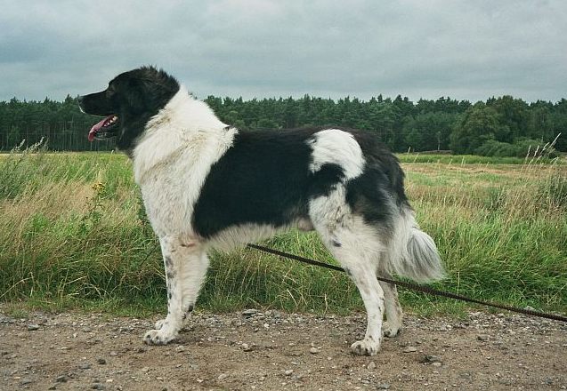 Karakachan Bear Dog | Travel With Doggie