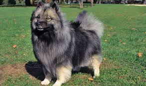 Keeshond | Travel With Doggie