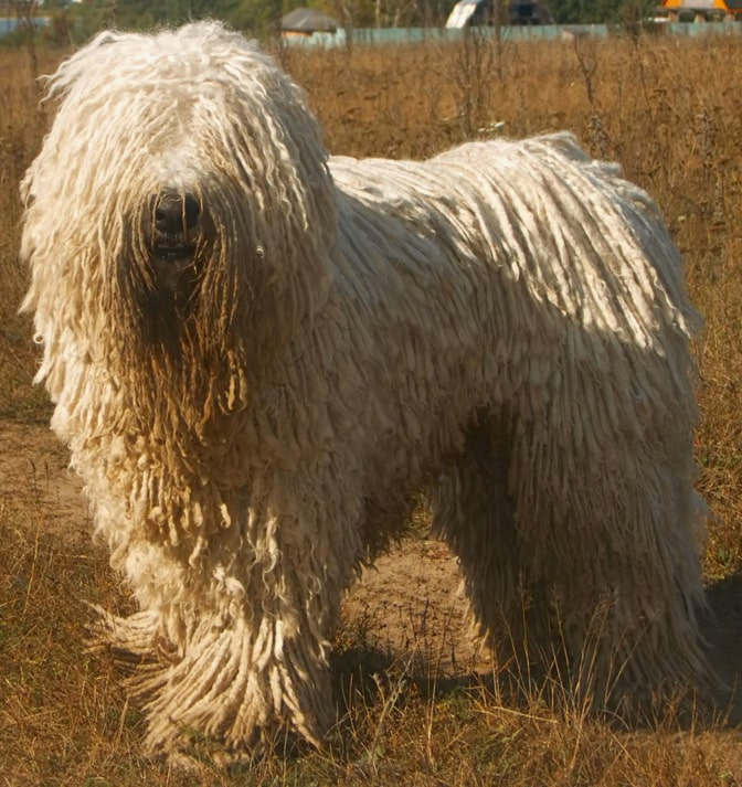 Komondor | Travel With Doggie