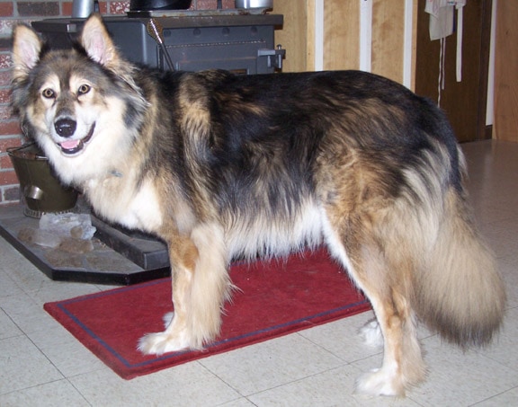 Mackenzie River Husky | Travel With Doggie