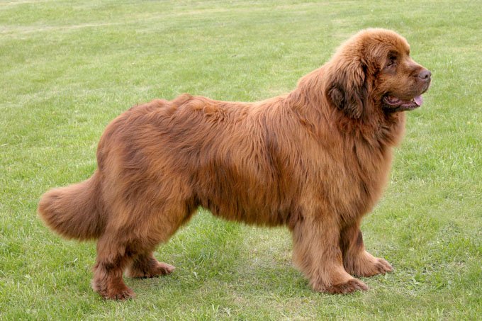 Newfoundland Dog | Travel With Doggie