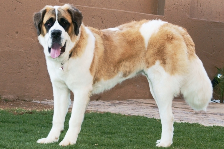 Saint Bernard | Travel With Doggie