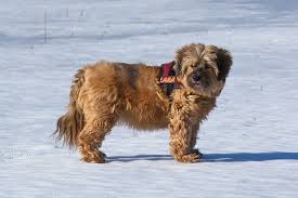 Tibetian Terrier | Travel With Doggie