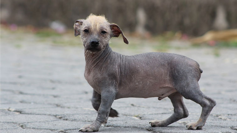 Ecuadorian Hairless Dog | Travel with Doggie