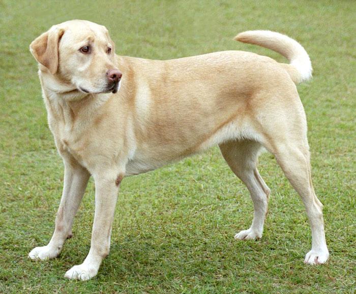 Labrador Retriever | Travel With Doggie