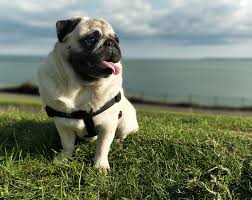 Pug | Travel with Doggie