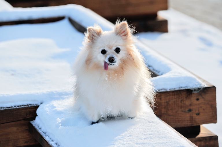 Small Dog In Snow | Travel With Doggie